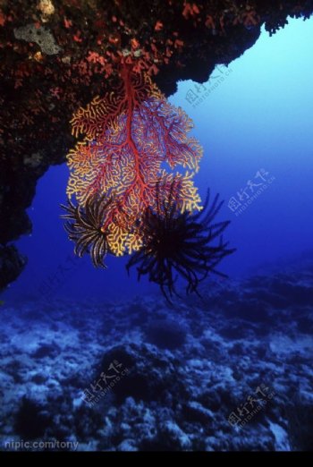 深海植物图片