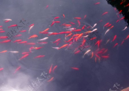小红鱼图片