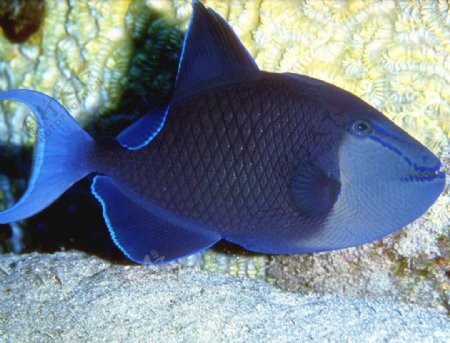 动物图片集锦蓝色海鱼