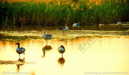金色池塘里的灰雁图片