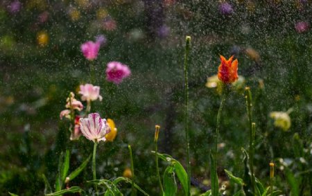 喷灌中的郁金香花园图片