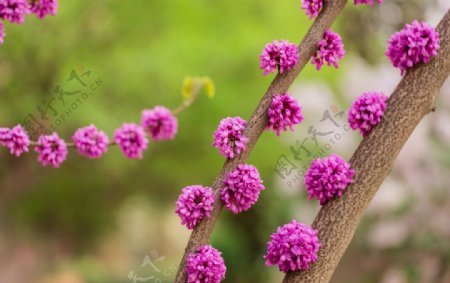 盛开的紫荆花图片