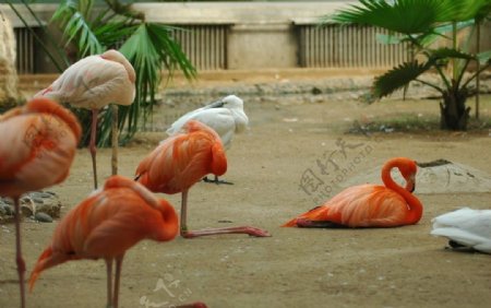 野生动物园的火烈鸟图片