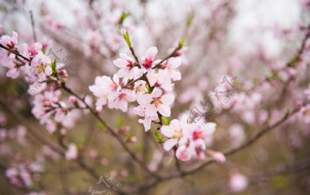 桃树枝桃花图片