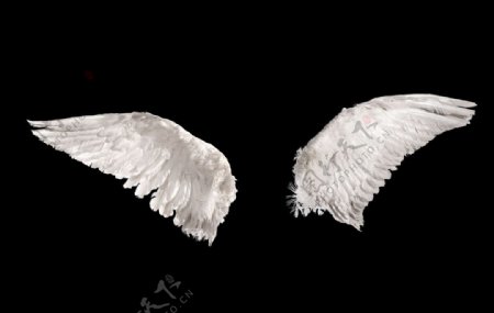 鸟类翅膀翅膀照片天使之翼图片