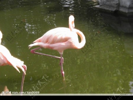 数码相机在广州动物园拍鹤图片