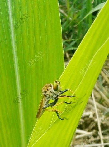 玉米叶上的昆虫图片