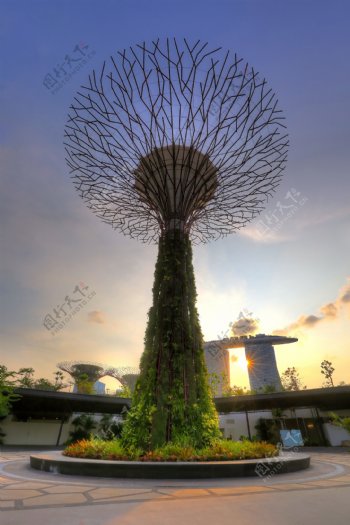 新加坡艺术树图片