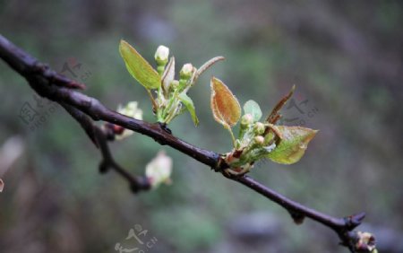 梨树花蕾图片