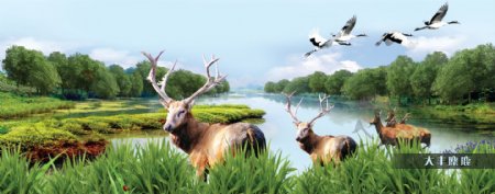 麋鹿丹顶鹤自然保护区图片