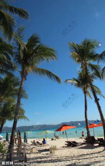 夏天椰树大海阳图片