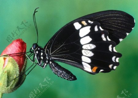 红色花蕾蝴蝶图片