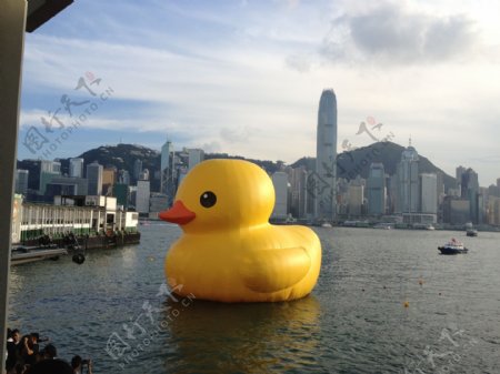 香港维港大黄鸭图片