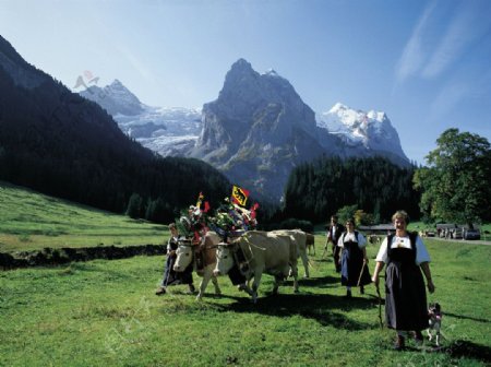 瑞士阿尔俾斯山春色图片