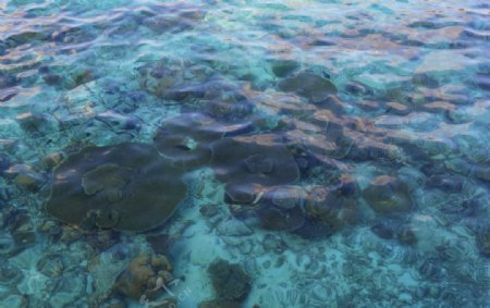 马尔代夫海水海底图片