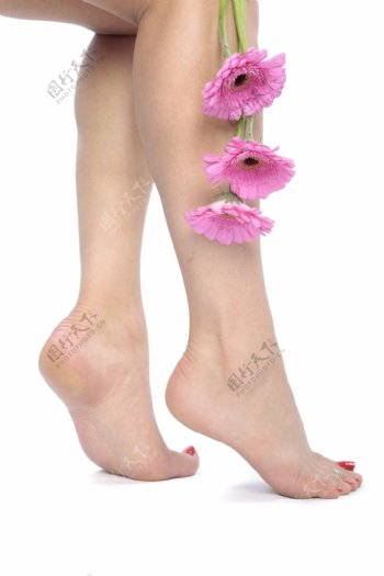 鲜花性感美腿美脚图片