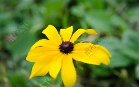 黄色的小花朵图片