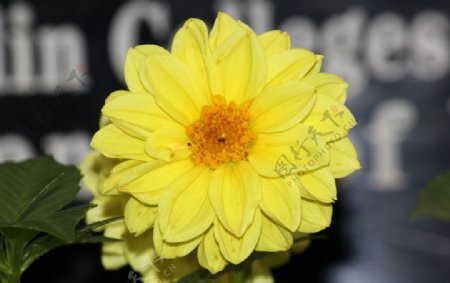 黄色花朵大丽花图片