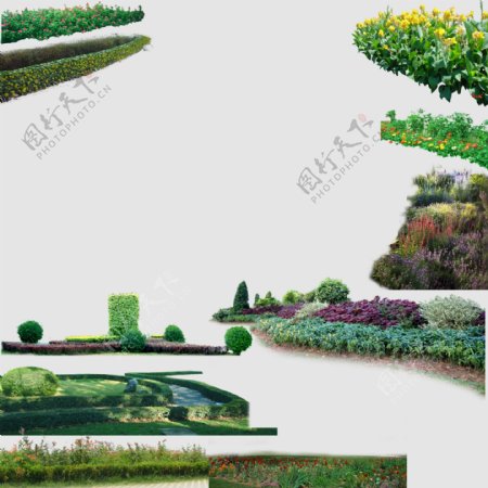 园林景观植物图片
