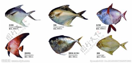 海洋鱼类素材图片