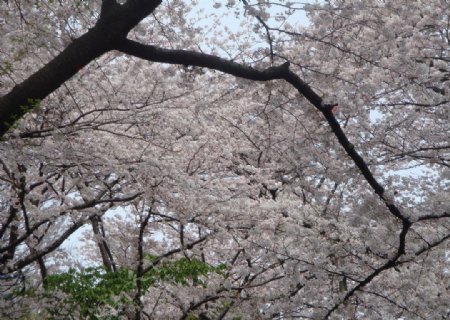 上野櫻花图片