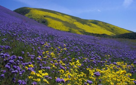 美国加州漫山遍野紫色野花图片