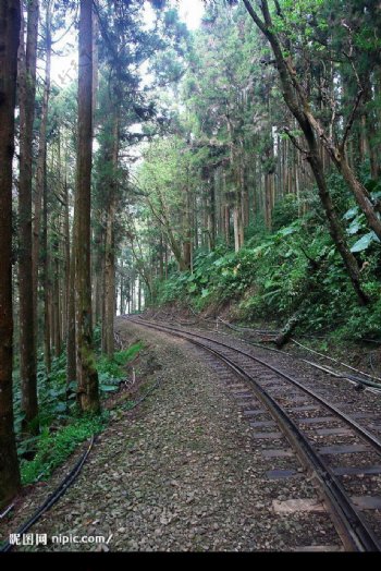 台灣嘉義阿里山國家風景區森林鐵道图片