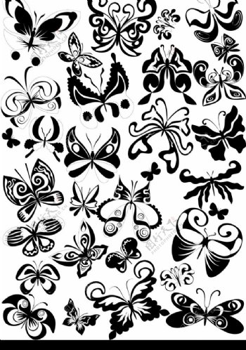 蝴蝶与花朵美丽花纹图片