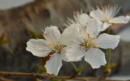 桃花图片