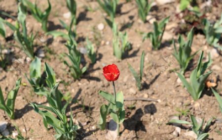 郁金香花海图片