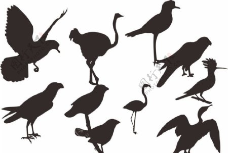 鸟类图片