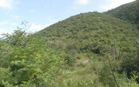 太行山绿化图片