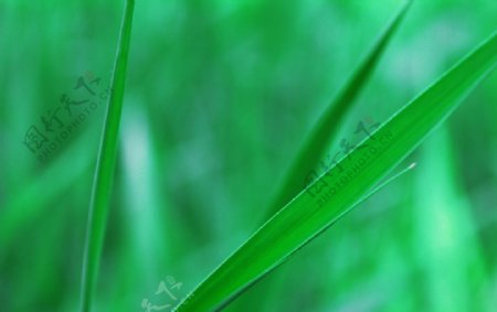 夏季翠绿芦苇叶图片
