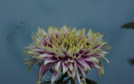 瘦西湖菊花图片