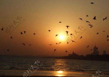 海鸥绕夕阳图片