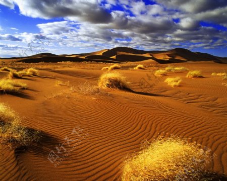 黄金沙漠图片