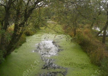 杭州湿地公园小溪图片