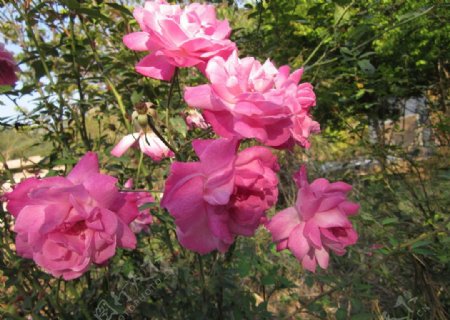 六朵粉红色玫瑰花图片
