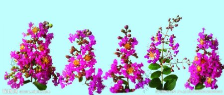 紫薇花卉图片
