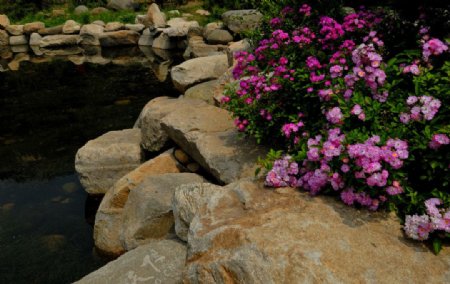 盛开在湖畔岩石上的花图片