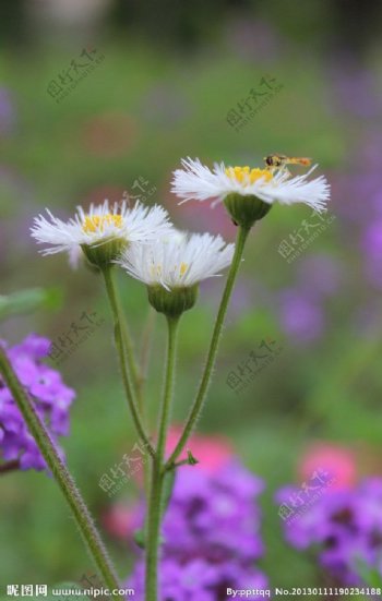 采野花的小蜜蜂图片