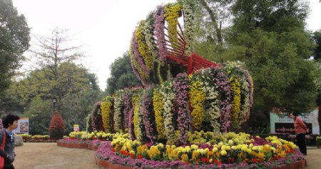 2010年中山市菊花展图片