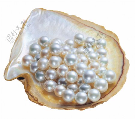 珍珠贝壳贝类图片