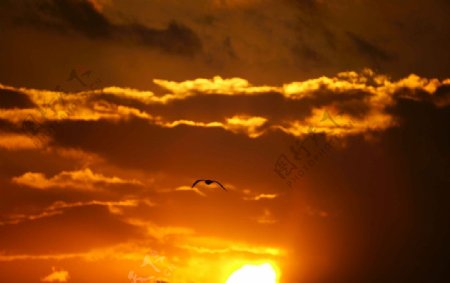 海鳥追逐夕陽图片