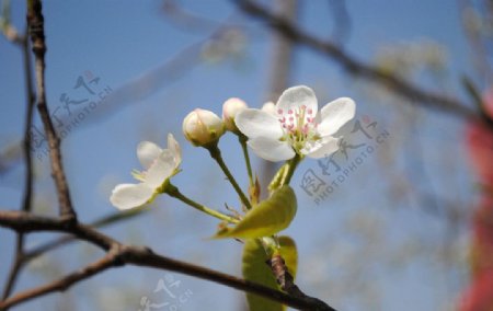 山上的小白花图片