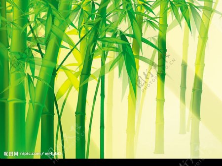 漂亮竹子图片