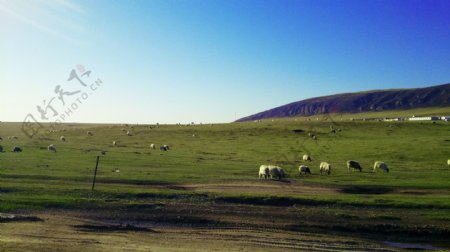 青海湖羊群草原图片