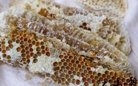 江山碧土蜂蜂巢蜜图片