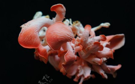 桃红平菇图片