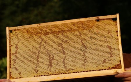 蜂荷日丽江山碧蜂巢蜜图片